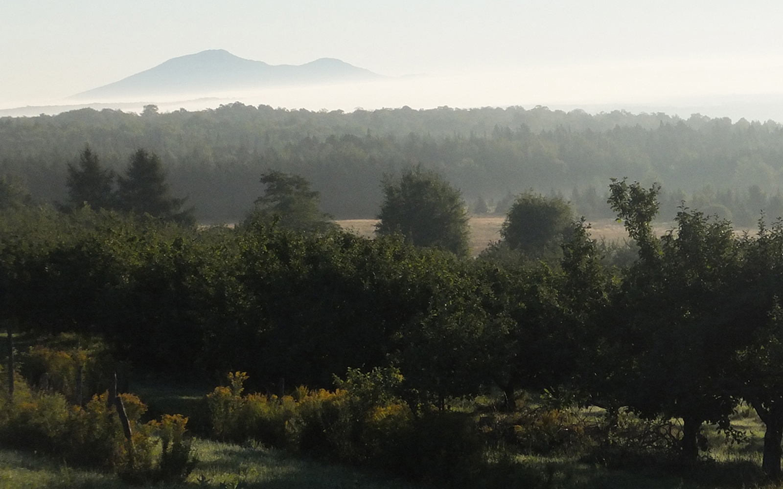 - Vue du Mont Ham en été -