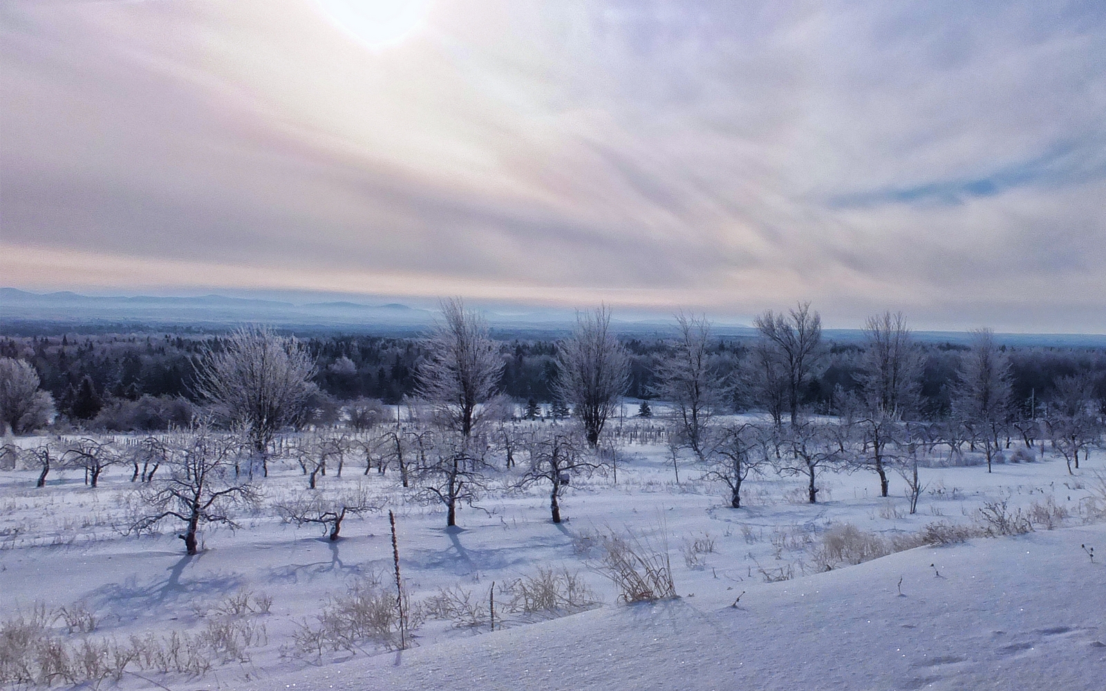 - Verger en hiver -