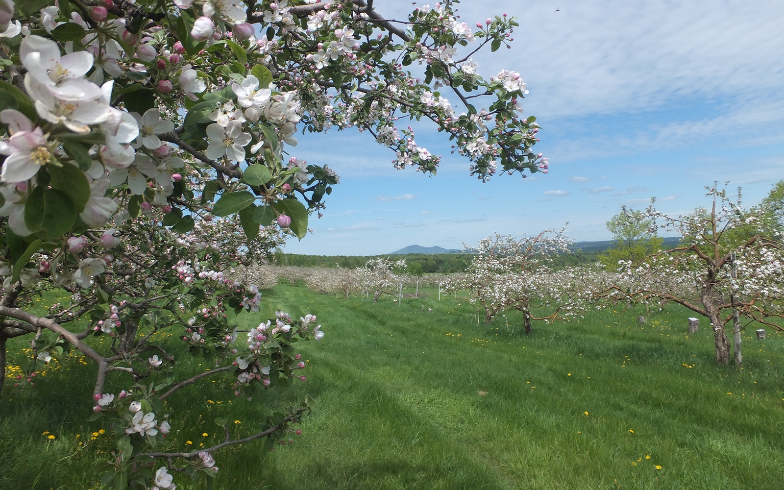 Pommiers en fleurs